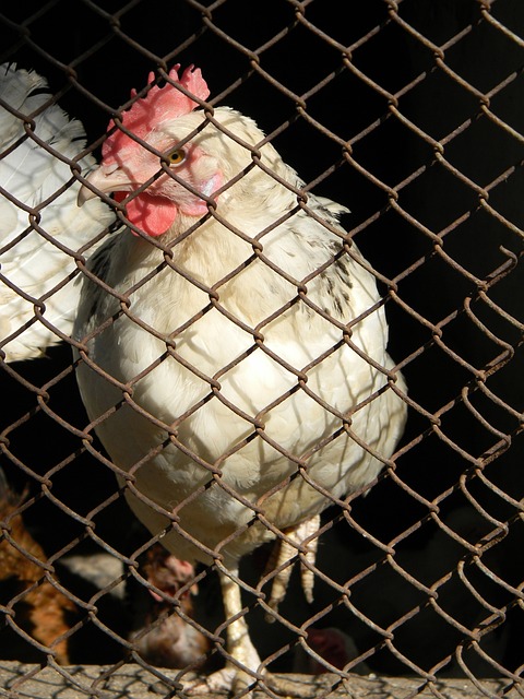 择走出国门 择走出国门